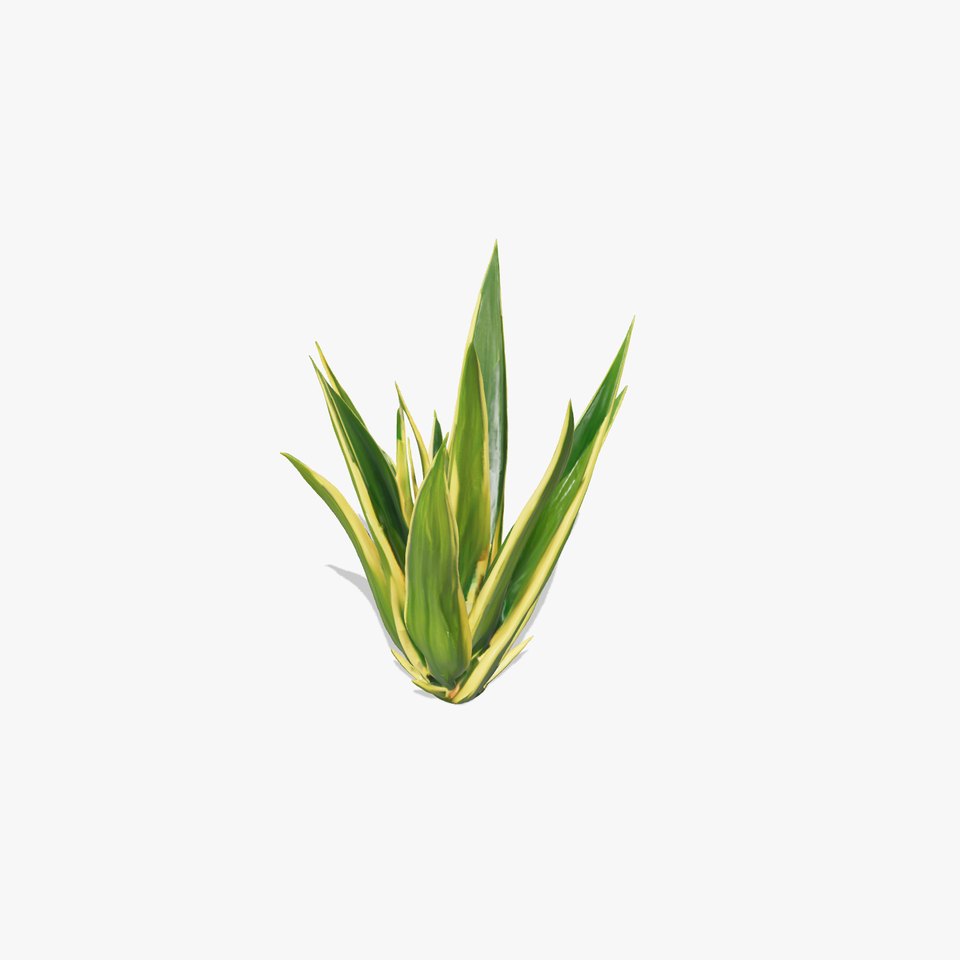 Agave Plant Model Pack with Realistic Textures
